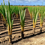 **A sun-drenched Barbados sugarcane field suffering from drought, with cracked earth and withered stalks. In the background, a small, weathered distillery struggles to operate. The overall mood is one of hardship and resilience.**